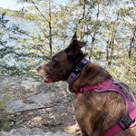 Brown dog in wooded area wearing Biothane Fi quick-release collar in mauve and amethyst