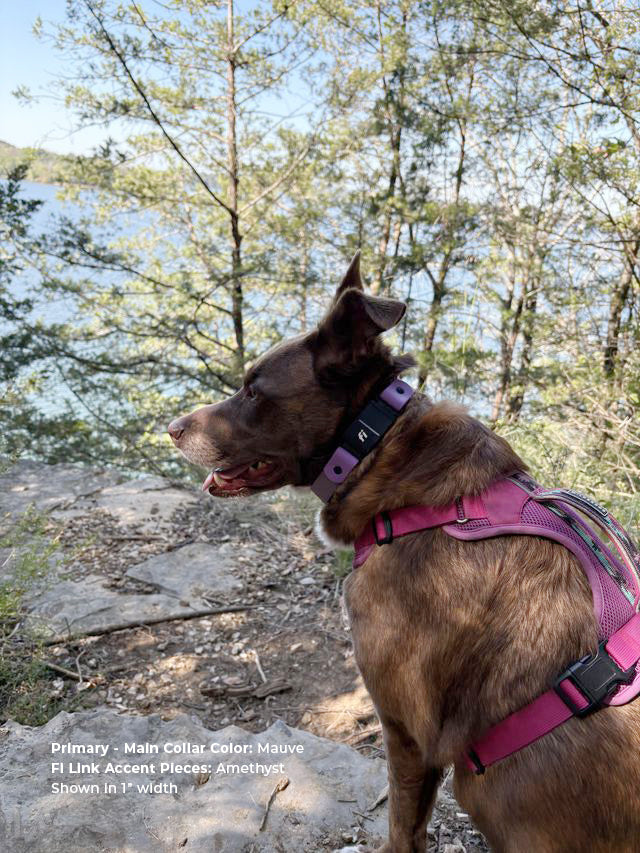 Brown dog in wooded area wearing Biothane Fi quick-release collar in mauve and amethyst