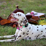 Fi Series 3/3+ Compatible Buckle Collar and Leash Walk Set