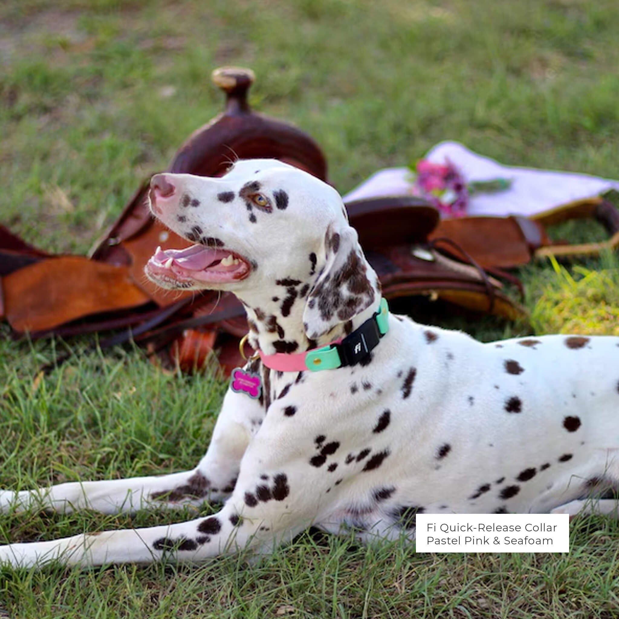 Dalmatian wearing Fi Series 3/3+ waterproof BioThane collar in the field