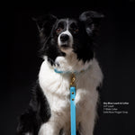Black and white dog wearing a Vivid Canine sky blue leash and collar on a black background