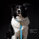 Black and white dog wearing a Vivid Canine sky blue leash and collar on a black background