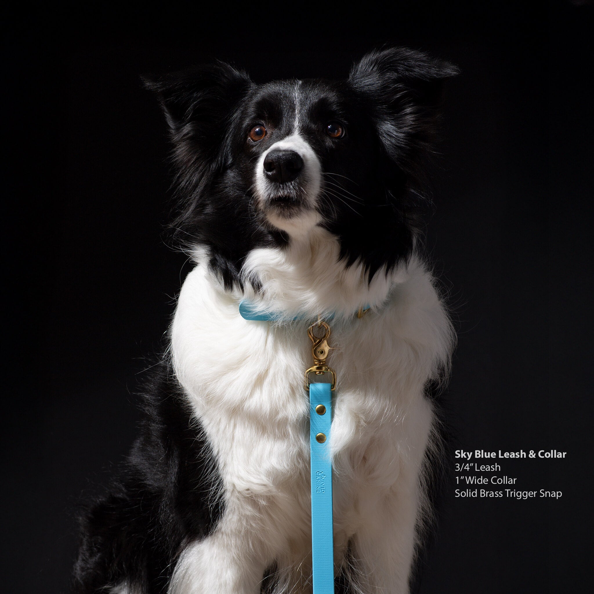 Black and white dog wearing a Vivid Canine sky blue leash and collar on a black background