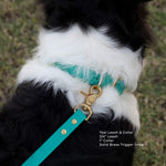 Close up of Vivid Canine Teal dog leash and collar on a black and white dog with grass in the background