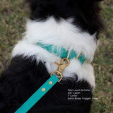 Close up of Vivid Canine Teal dog leash and collar on a black and white dog with grass in the background