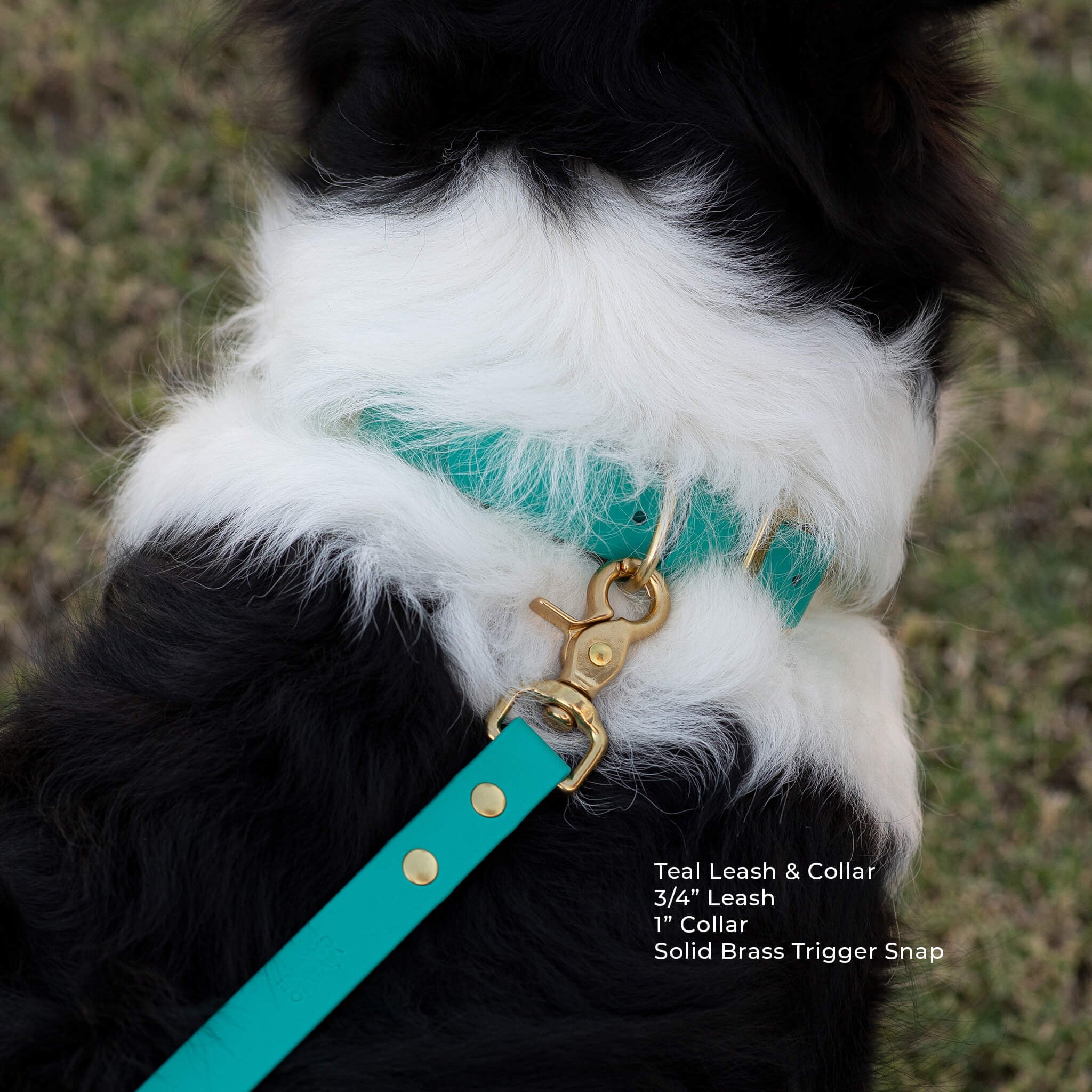 Close up of Vivid Canine Teal dog leash and collar on a black and white dog with grass in the background