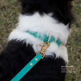 Close up of Vivid Canine Teal dog leash and collar on a black and white dog with grass in the background