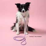 Dog wearing BioThane rolled slip lead in Amethyst with brass hardware