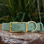 Vivid Canine BioThane® waterproof buckle dog collar sage green - durable outdoor pet gear available in XS-XL sizes