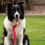 Dog wearing BioThane waterproof slip leash outdoors