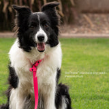 Dog wearing BioThane waterproof slip leash outdoors