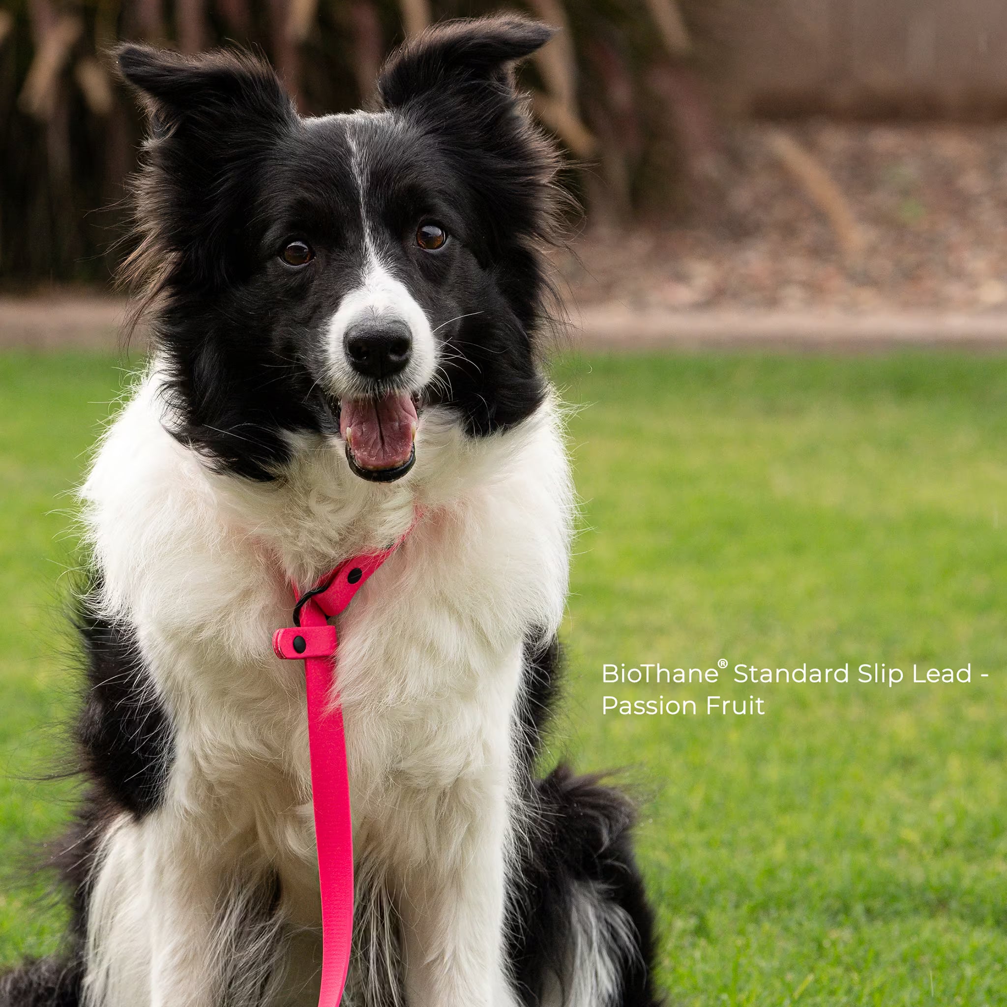 Dog wearing BioThane waterproof slip leash outdoors