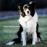 Dog wearing a rolled slip dog collar with product details on a grassy background