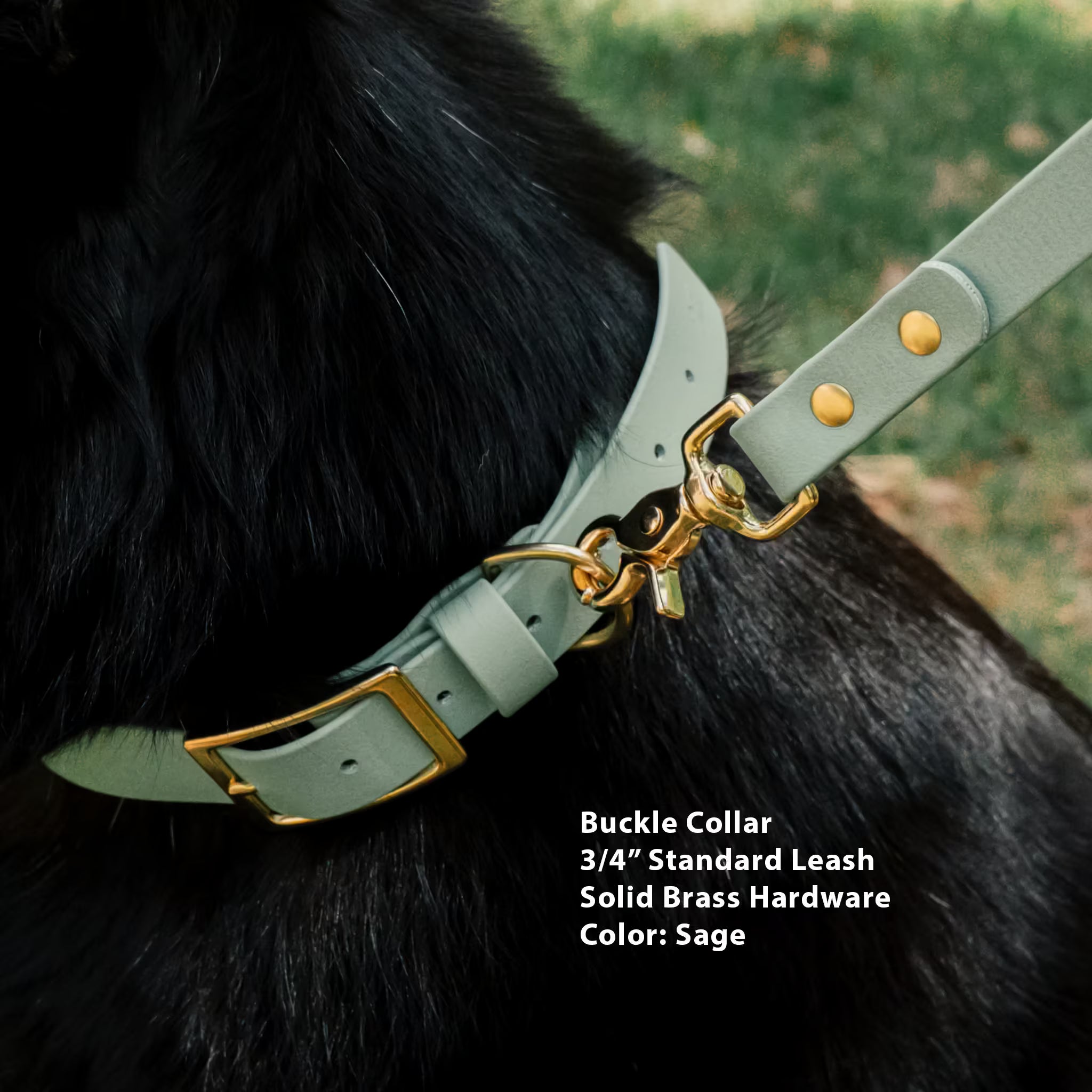 Sage colored Biothane Dog collar and leash with solid brass hardware on a black dog, with text describing product details.