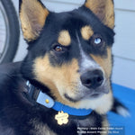 A close-up portrait of a black and tan dog wearing a Biothane Fi quick-release collar in azure and sky blue.