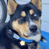 A close-up portrait of a black and tan dog wearing a Biothane Fi quick-release collar in azure and sky blue.