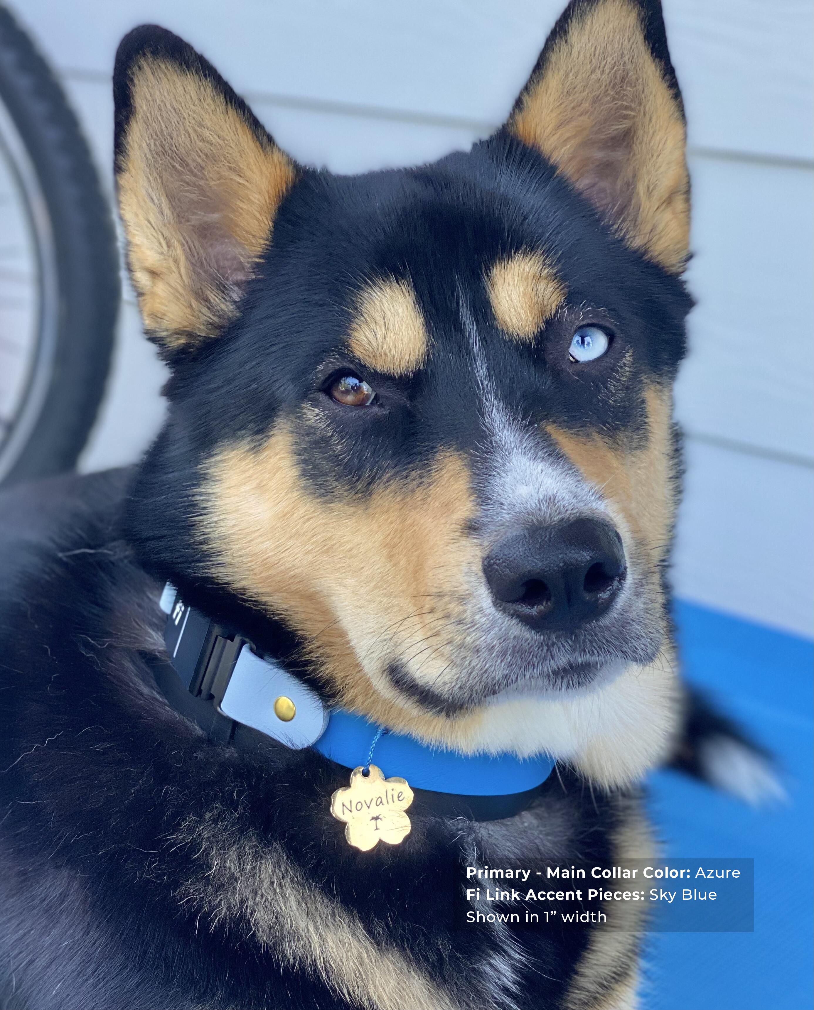 A close-up portrait of a black and tan dog wearing a Biothane Fi quick-release collar in azure and sky blue.
