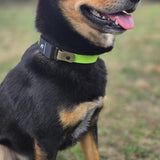 A black and tan dog wearing a lime green and olive Biothane Fi quick-release collar sitting outdoors on grass, with text at the bottom describing the collar colors.