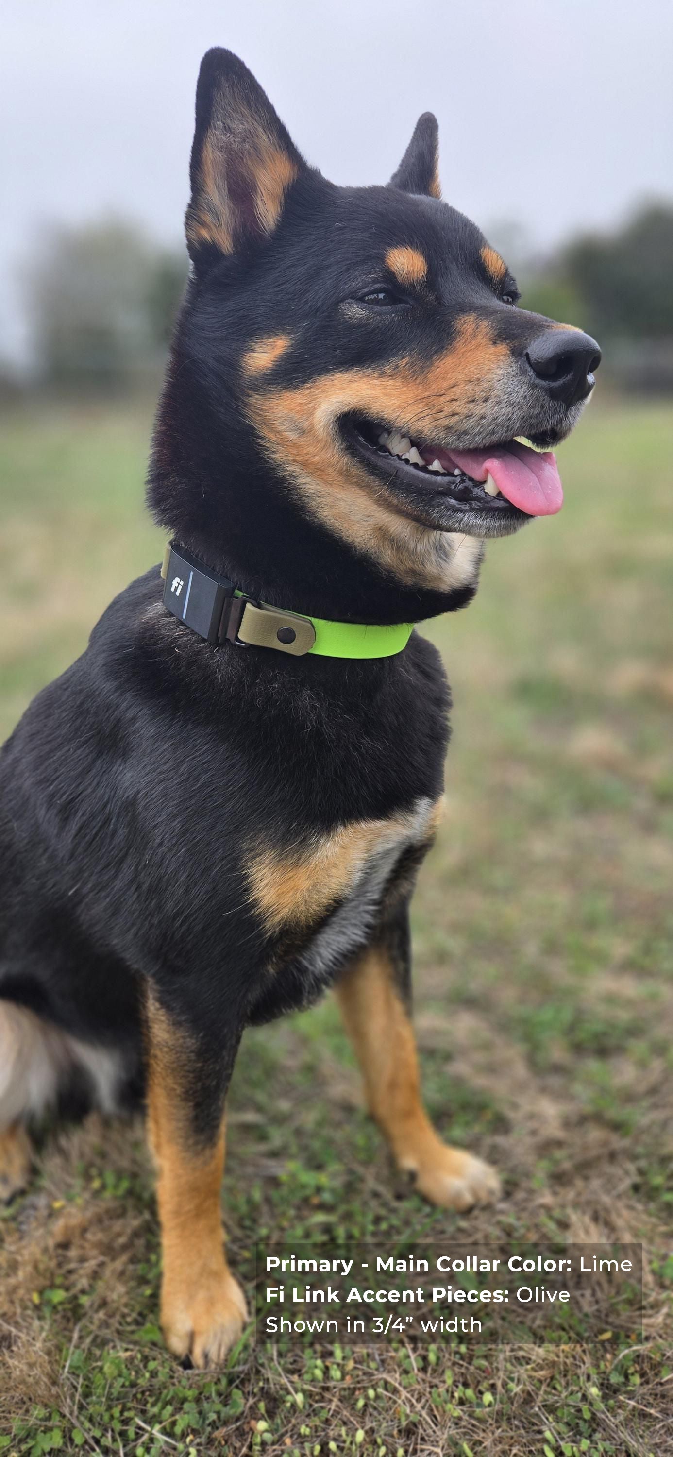 A black and tan dog wearing a lime green and olive Biothane Fi quick-release collar sitting outdoors on grass, with text at the bottom describing the collar colors.