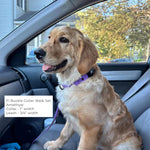Golden Retriever wearing Fi Series 3/3+ BioThane buckle collar and leash in amethyst