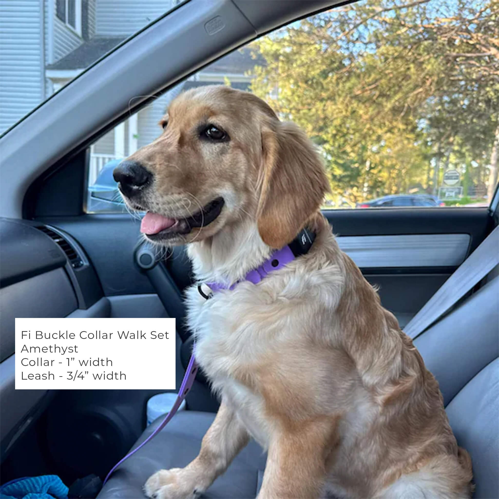 Golden Retriever wearing Fi Series 3/3+ BioThane buckle collar and leash in amethyst