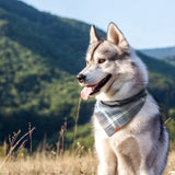 Dog Bandana - Grey Blue Plaid