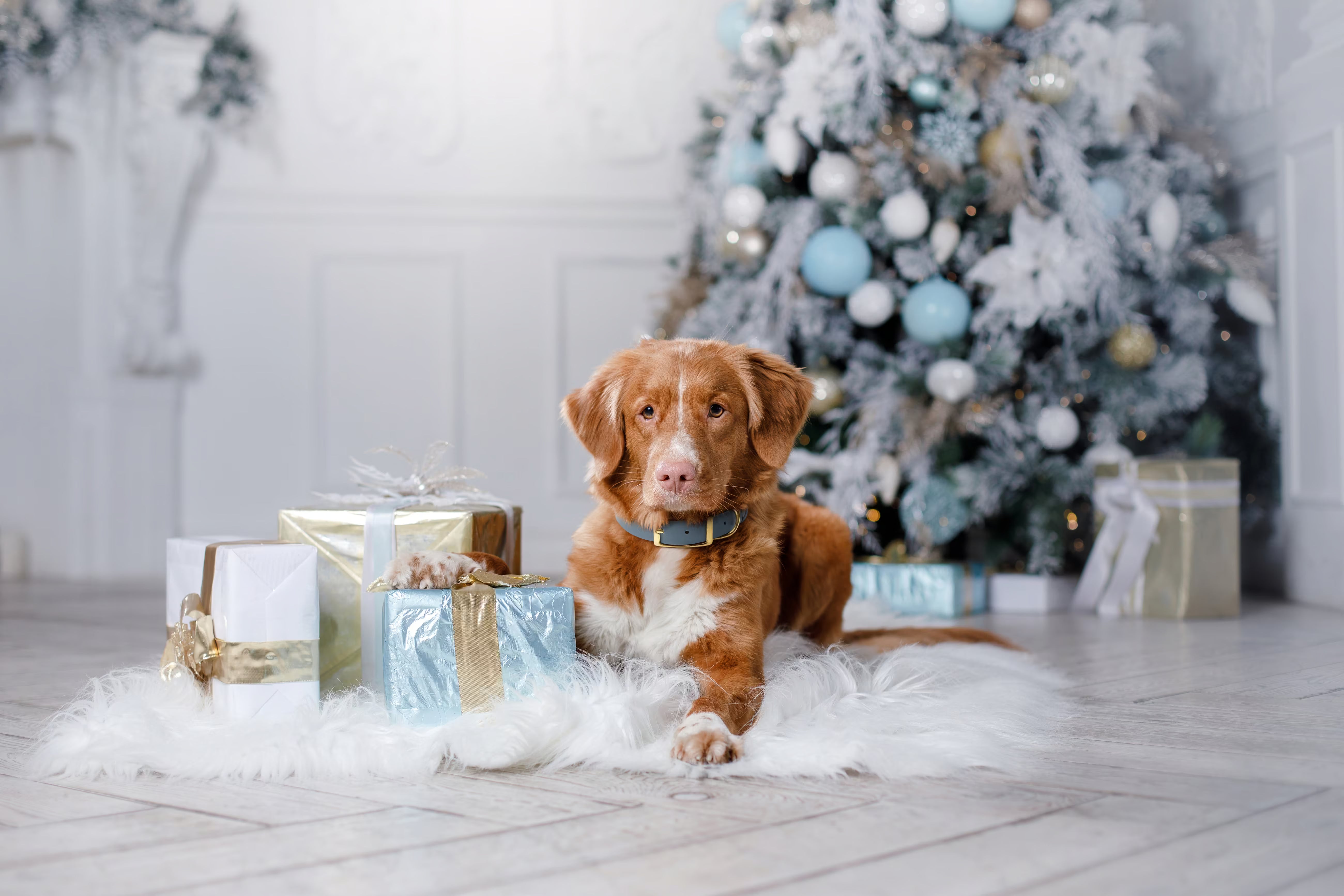 JUMP INTO THE HOLIDAYS!