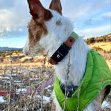 Fi Series 3/3+ Compatible Buckle Collar and Leash Walk Set