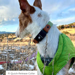 Ibizan Hound wearing Fi Series 3/3+ BioThane collar showing device compatibility
