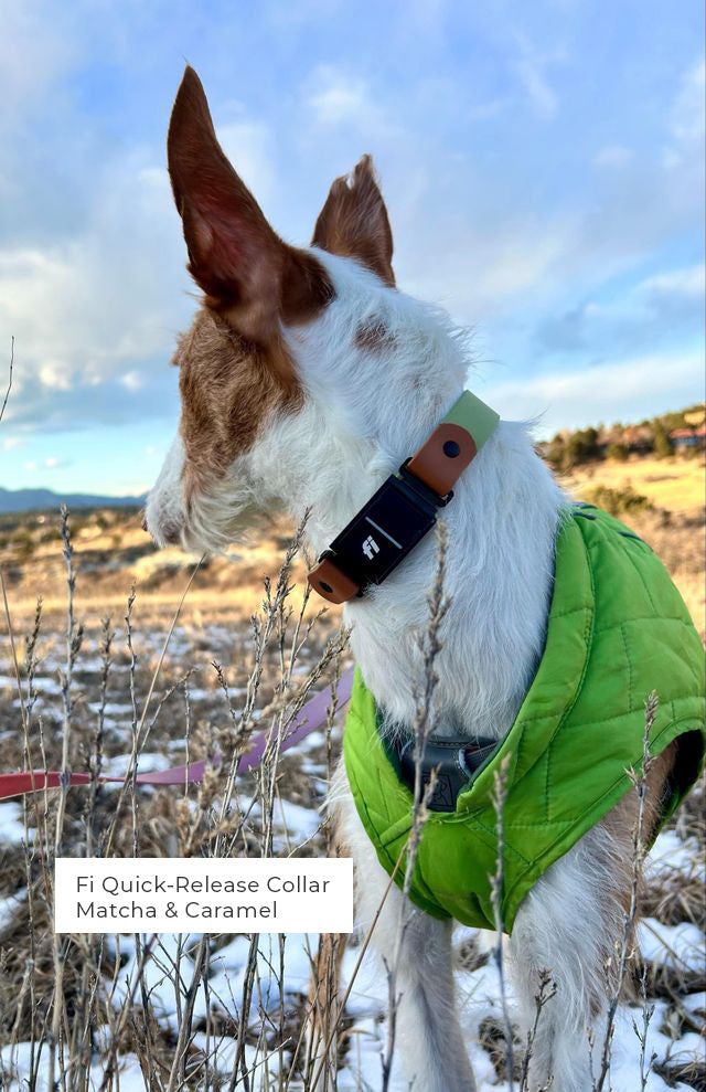 Ibizan Hound wearing Fi Series 3/3+ BioThane collar showing device compatibility