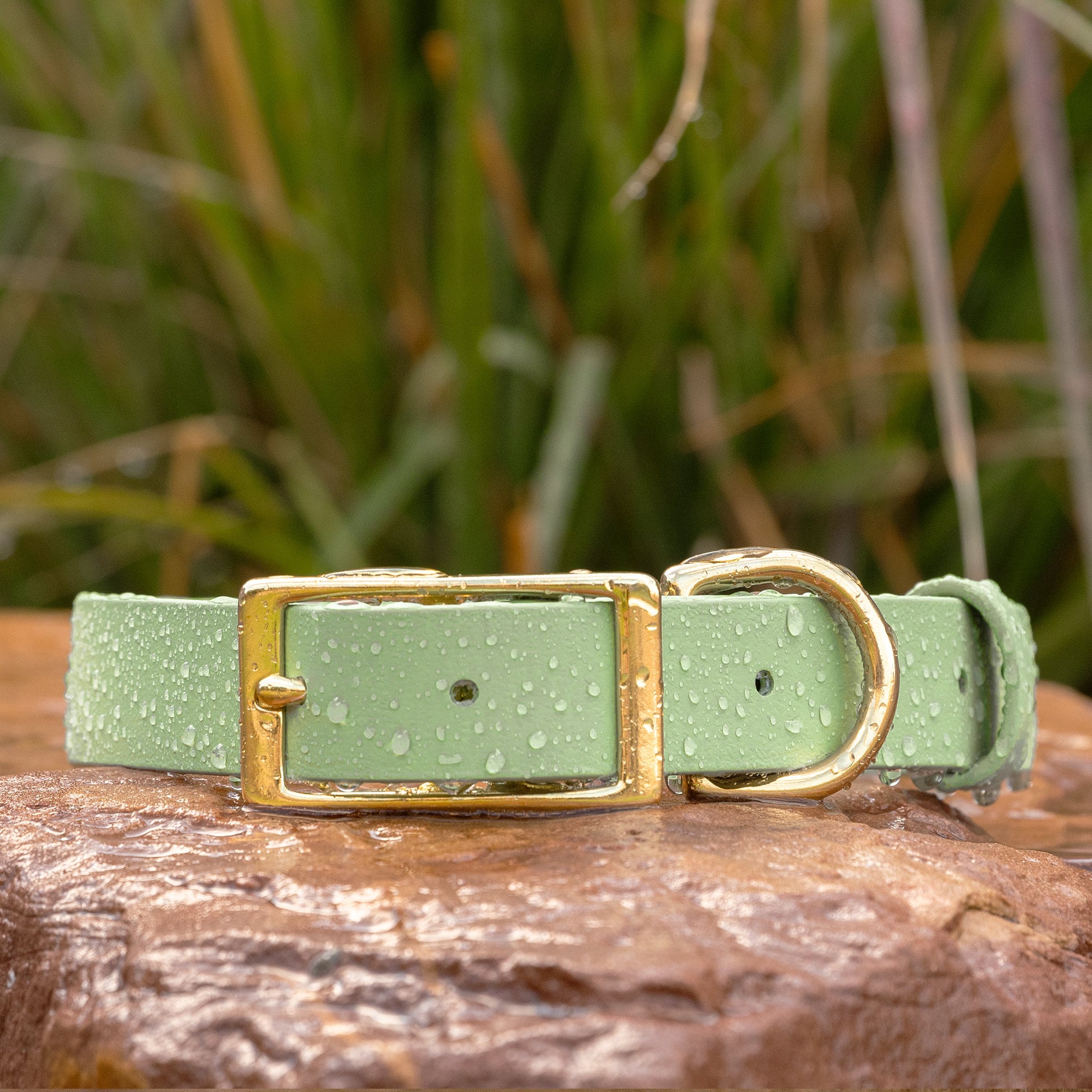 sage green biothane buckle collar with brass hardware