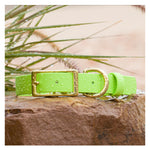 Vivid Canine BioThane® waterproof buckle dog collar lime - durable outdoor pet gear available in XS-XL sizes