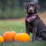 Dog Bandana - Purple Plaid