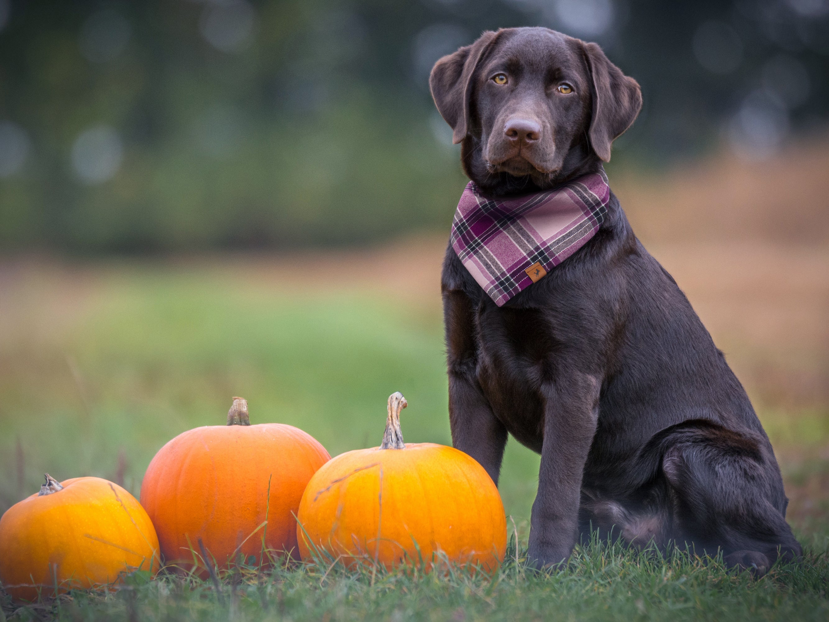Chocolate Labrador wearing a Vivid Canine Purple Plaid dog bandana — plaid fabric with top stitching and faux leather label on a white background