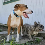 A large tan-and-white dog wearing a deep-sea-blue-and-sky-blue Biothane Fi quick-release collar stands outdoors next to a smaller brindle French Bulldog. 