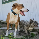 A large tan-and-white dog wearing a deep-sea-blue-and-sky-blue Biothane Fi quick-release collar stands outdoors next to a smaller brindle French Bulldog. 