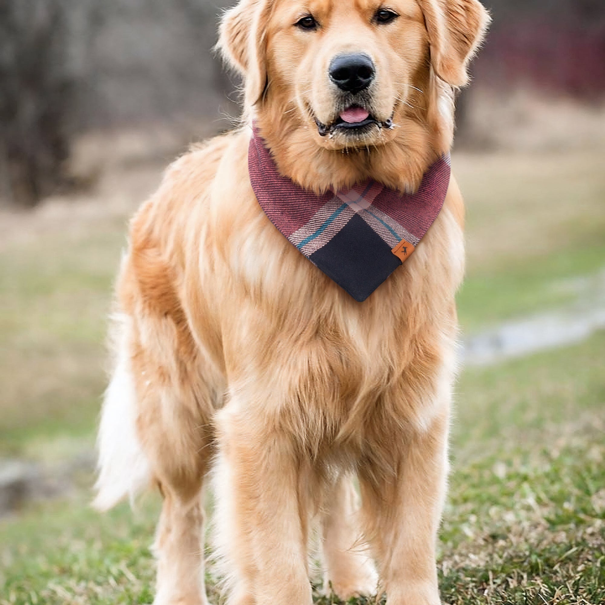 Golden retriever wearing a Vivid Canine Terracotta Plaid dog bandana with tie and snap closure