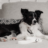 BioThane® Waterproof Dog Leash - White