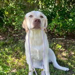 Dog holding in mouth a Vivid Canine BioThane® Rolled Slip lead in lilac