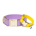fixed quick-release collar in amethyst and yellow