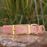 biothane buckle collar in petal pink with brass hardware