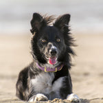 BioThane® Waterproof Buckle Dog Collar - Mauve