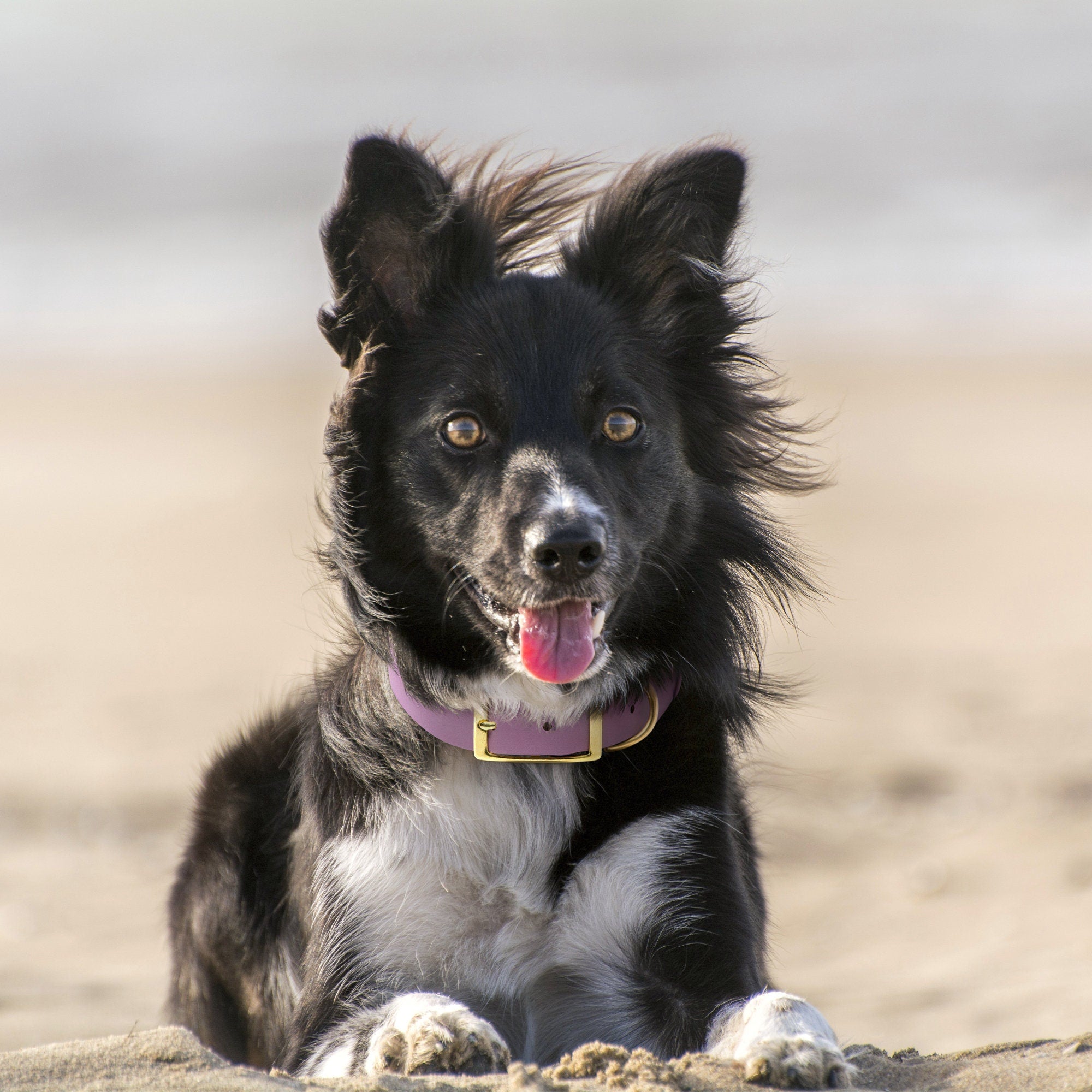BioThane® Waterproof Buckle Dog Collar - Mauve