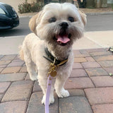 BioThane® Waterproof Leash and Collar Walk Set